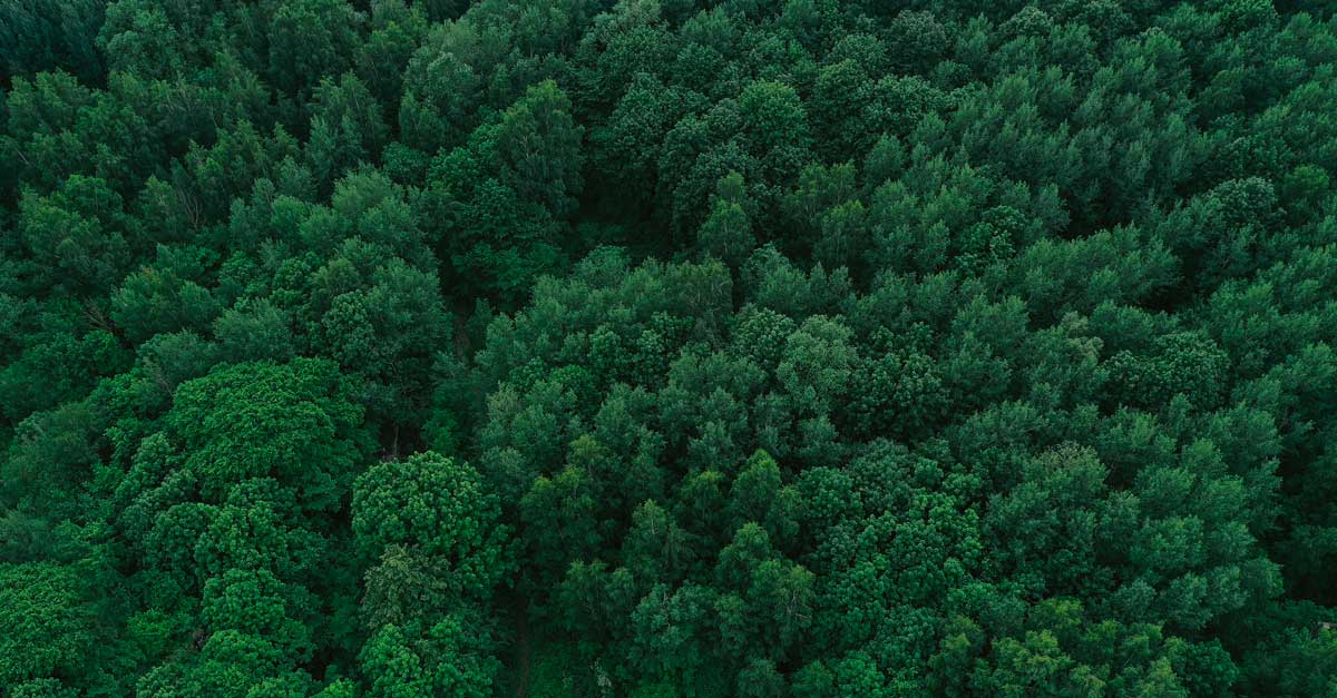 forêt vue aérienne