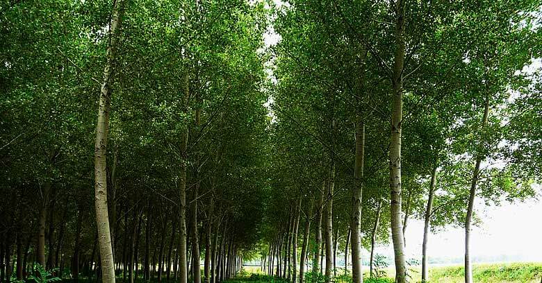 arbres de Peuplier