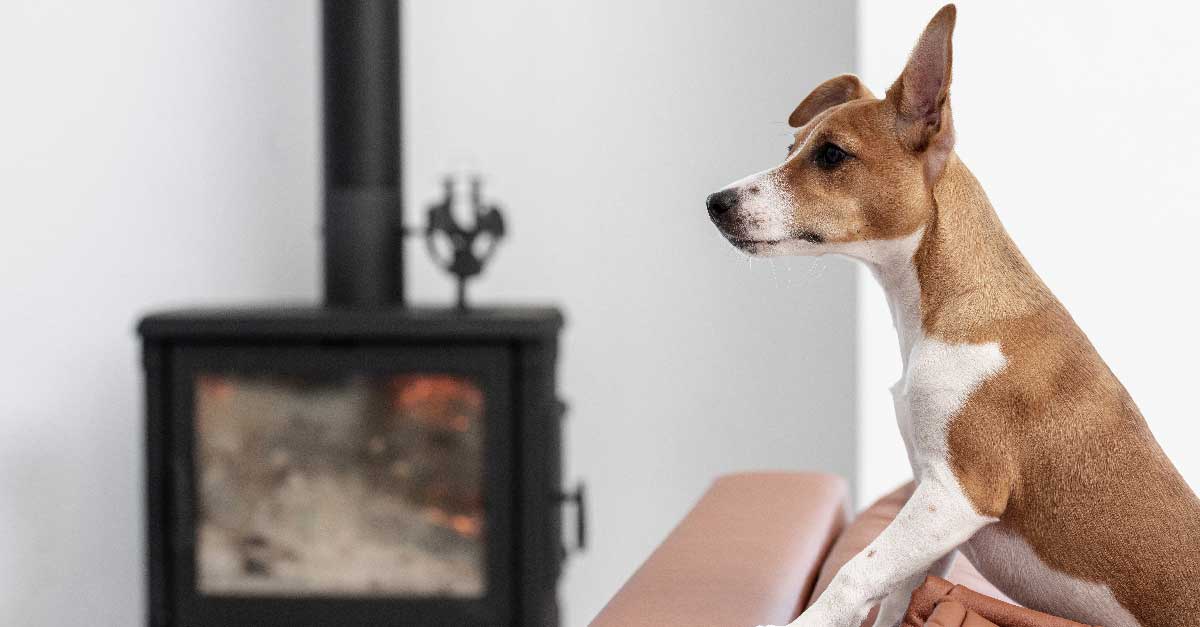 protection animaux poêle à bois