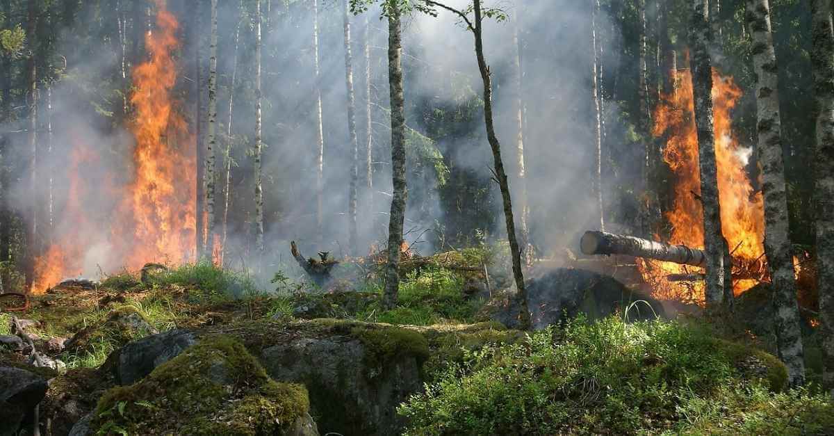 feux de foret bois réutilisé